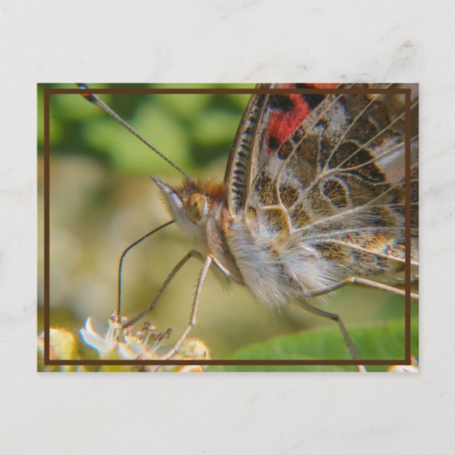 Frühjahrszeit Postkarte (Vorderseite)