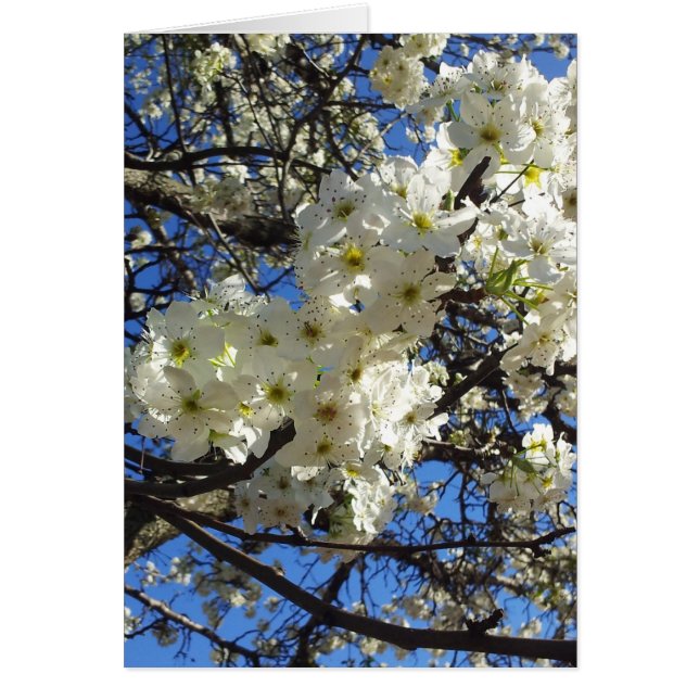 Frühjahrszweige (Vorne)