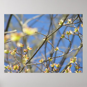 Frühling - Apfelblüten Poster / Druck