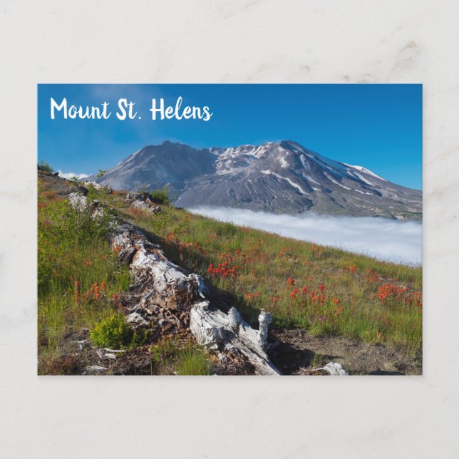 Frühling auf dem Berg St. Helens Postkarte (Vorderseite)