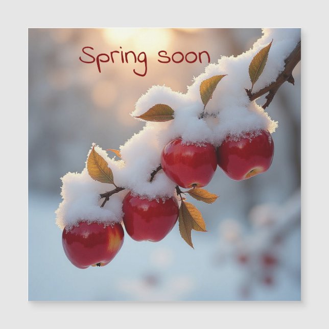 Frühling bald Schnee auf rote Äpfel Magnetkarte (Vorderseite)