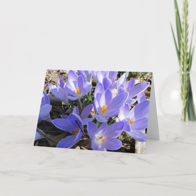 Frühling birst, Krokusse u. Redbud Baum Karte (Vorderseite)