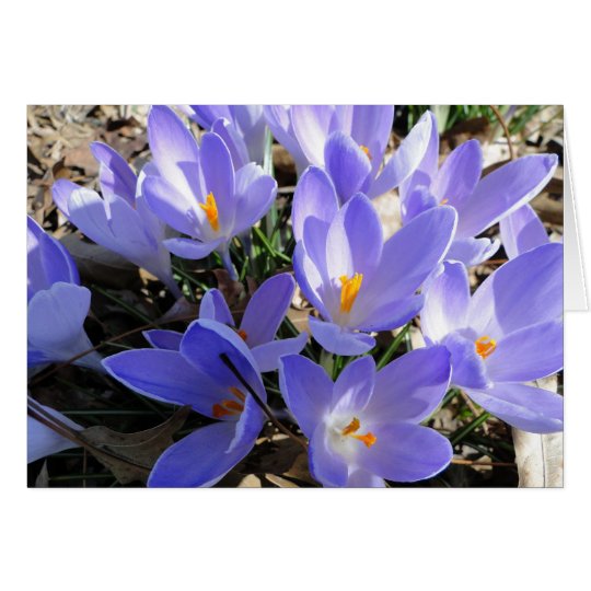 Frühling birst, Krokusse u. Redbud Baum Karte
