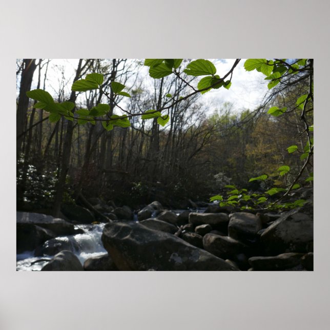 Frühling Blätter am Kleinen Taubenfluss Poster (Vorne)