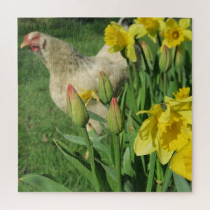 Frühling, Huhn, Tier, Küken, Vögel, Bauernhof, nie