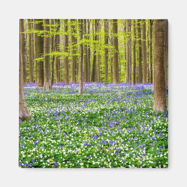 Frühling im Blauen Wald Magnet (Vorne)