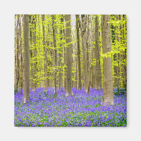 Frühling im Blauen Wald