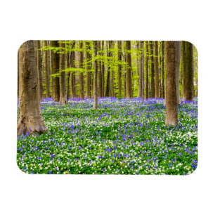 Frühling im blauen Wald Magnet