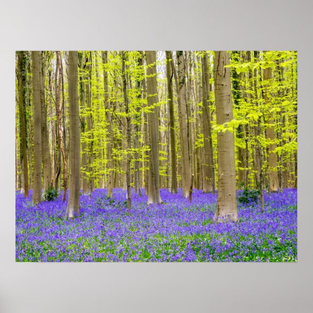 Frühling im Blauen Wald Poster (Vorne)