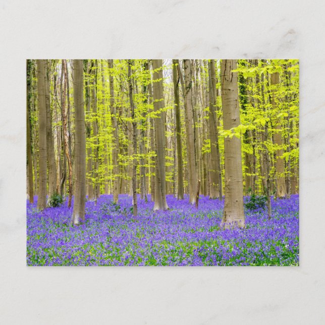 Frühling im Blauen Wald Postkarte (Vorderseite)