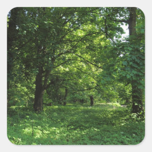Frühling im Wald 01 Quadratischer Aufkleber