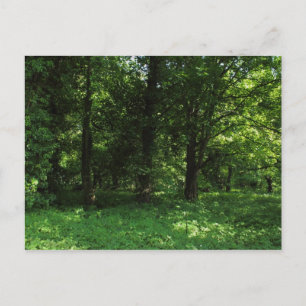 Frühling im Wald 02 Postkarte