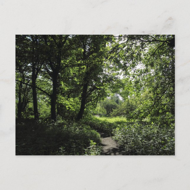 Frühling im Wald 03 Postkarte (Vorderseite)