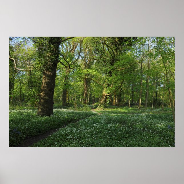 Frühling im Wald, Bute Park, Cardiff Poster (Vorne)