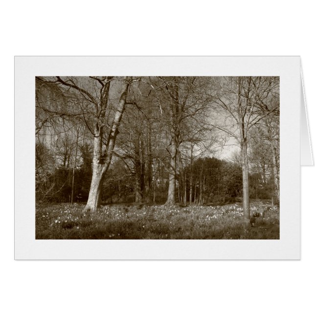 Frühling in Bute Park, Cardiff (grenzend) (Vorderseite (Horizontal))
