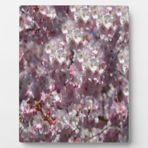 Frühling in Pink Fotoplatte