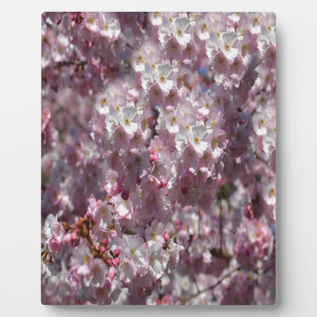 Frühling in Pink Fotoplatte (Vorderseite)