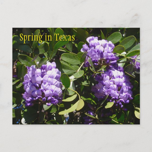 Frühling in Texas Postkarte (Vorderseite)