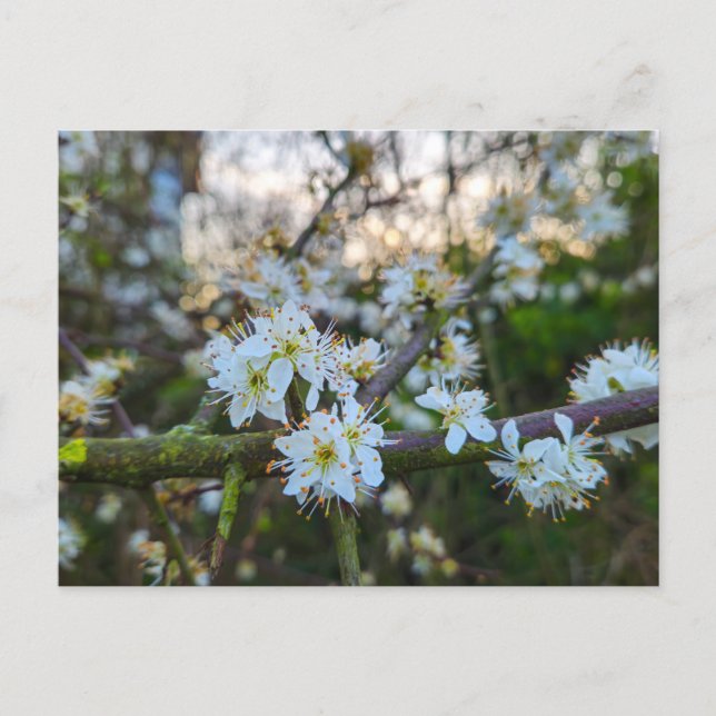 Frühling  postkarte (Vorderseite)
