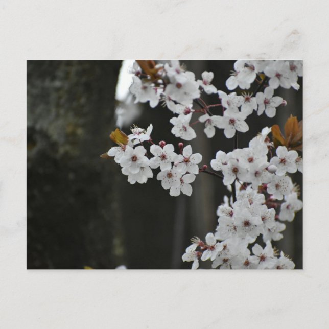 Frühling  postkarte (Vorderseite)