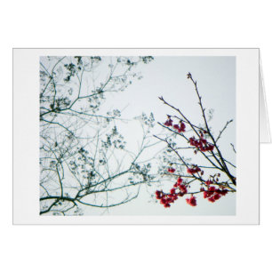 Frühling Reichweite-Heraus/Kirschblüten-freier