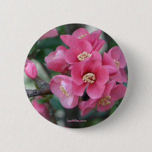 Frühling Rosa Blühende Zierquitte Button