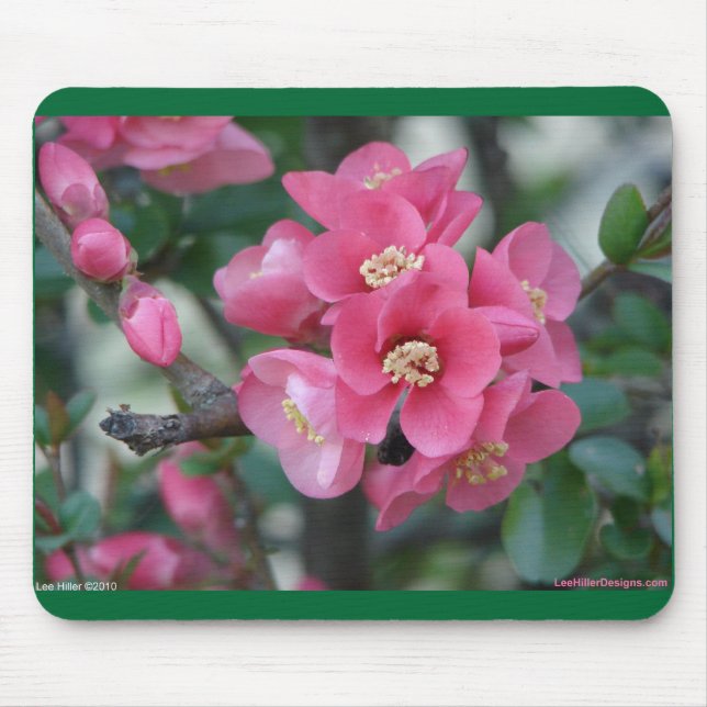 Frühling Rosa Blühende Zierquitte Mousepad (Vorne)