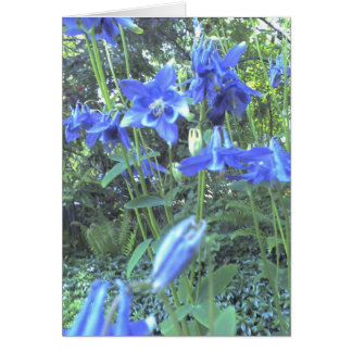 Frühling wachsende columbines