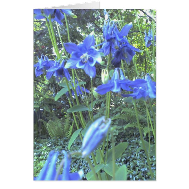 Frühling wachsende columbines (Vorne)