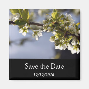Frühling weiße Kirschblütenzweig Magnet