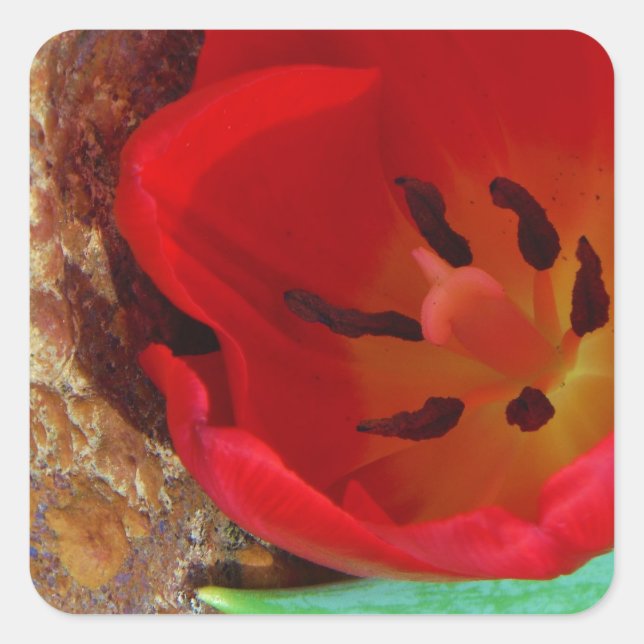 Frühlinggelb und Roter Tulip Quadratischer Aufkleber (Vorderseite)