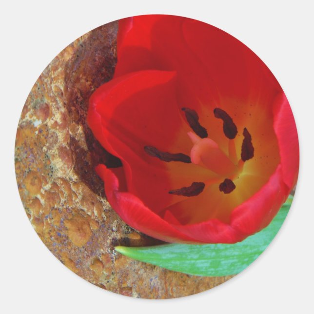 Frühlinggelb und Roter Tulip Runder Aufkleber (Vorderseite)