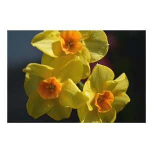 Frühlinggelbe Daffodil Blume Foto Art.