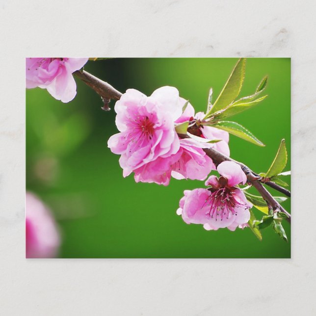 FrühlingKirschen IV Postkarte (Vorderseite)