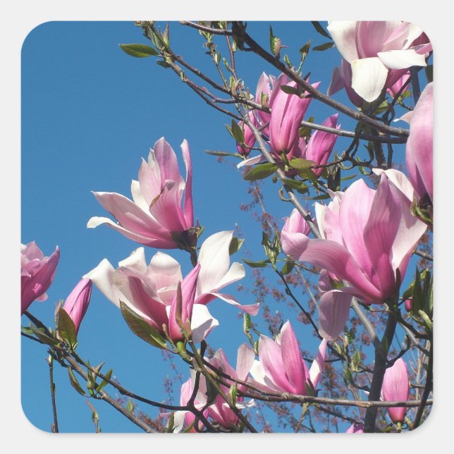 Frühlingrosa magnolische Blume am Himmel Quadratischer Aufkleber (Vorderseite)
