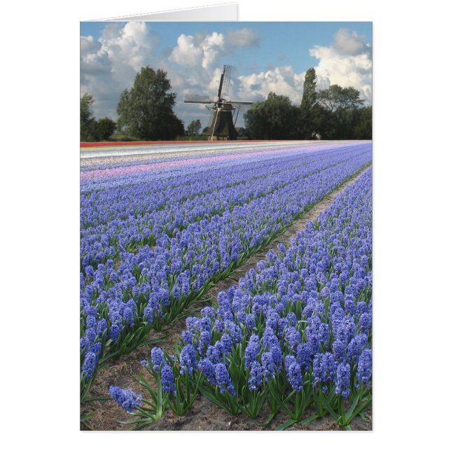 Frühlings-blaue Hyazinthen-Blumen-Feld-Windmühle (Vorne)