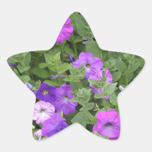 Frühlings-Blumen-lila Garten-Petunie-BlumenFoto Stern-Aufkleber