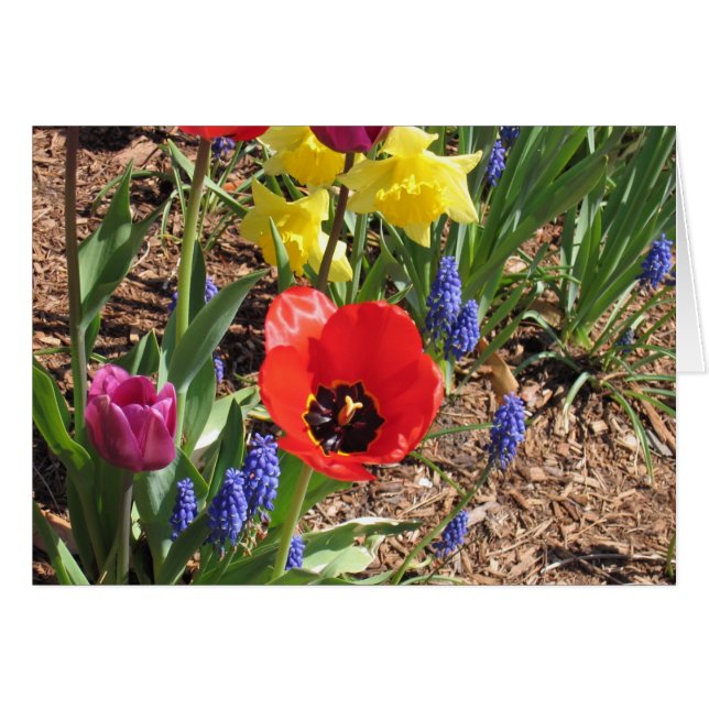 Frühlings-Blüte (Vorderseite (Horizontal))