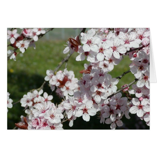 Frühlings-Blüten (Vorderseite (Horizontal))