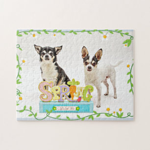 Frühlings-Chihuahua