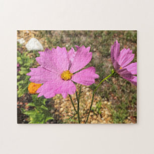 Frühlings-Cosmo-Blumen Kleiner Garten