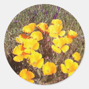 Frühlings erster Kuss ~ Kalifornien Poppies Runder Aufkleber