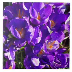 FRÜHLINGS-KROKUS FLIESE