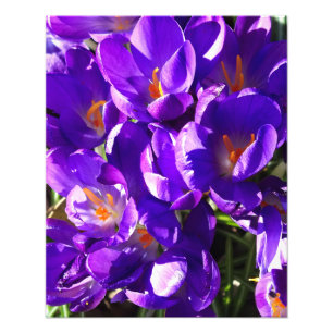 FRÜHLINGS-KROKUS FOTODRUCK