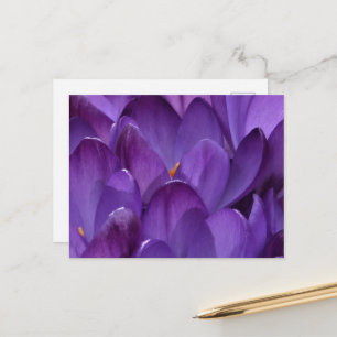 Frühlings-Krokus-Fotografie Postkarte