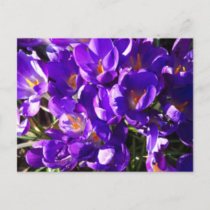 FRÜHLINGS-KROKUS POSTKARTE