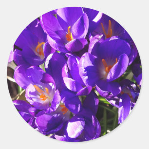 FRÜHLINGS-KROKUS RUNDER AUFKLEBER