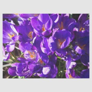 FRÜHLINGS-KROKUS SEIDENPAPIER