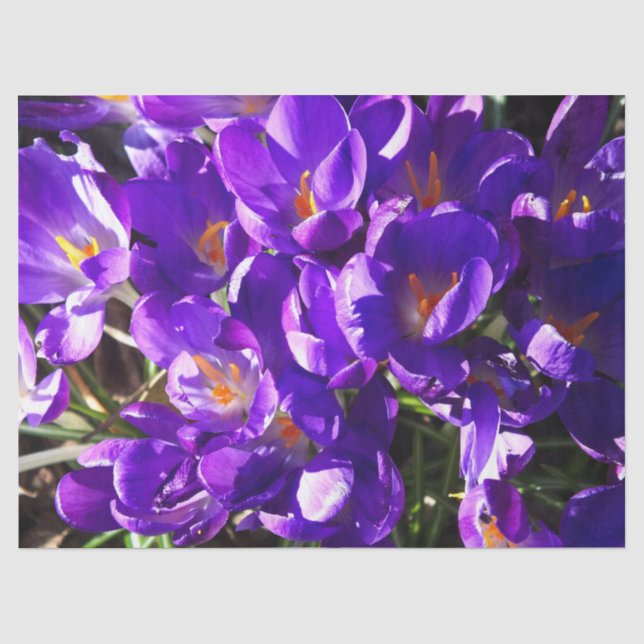 FRÜHLINGS-KROKUS SEIDENPAPIER (Vorderseite)