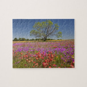 Frühlings-Mesquitebäume wachsen in Wildblumen,